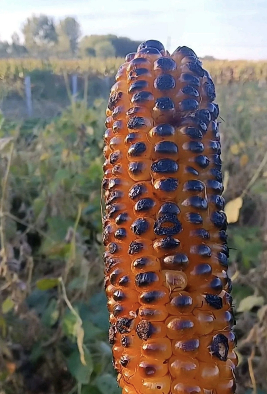 减肥吃烤玉米(减肥吃烤玉米可以吗)