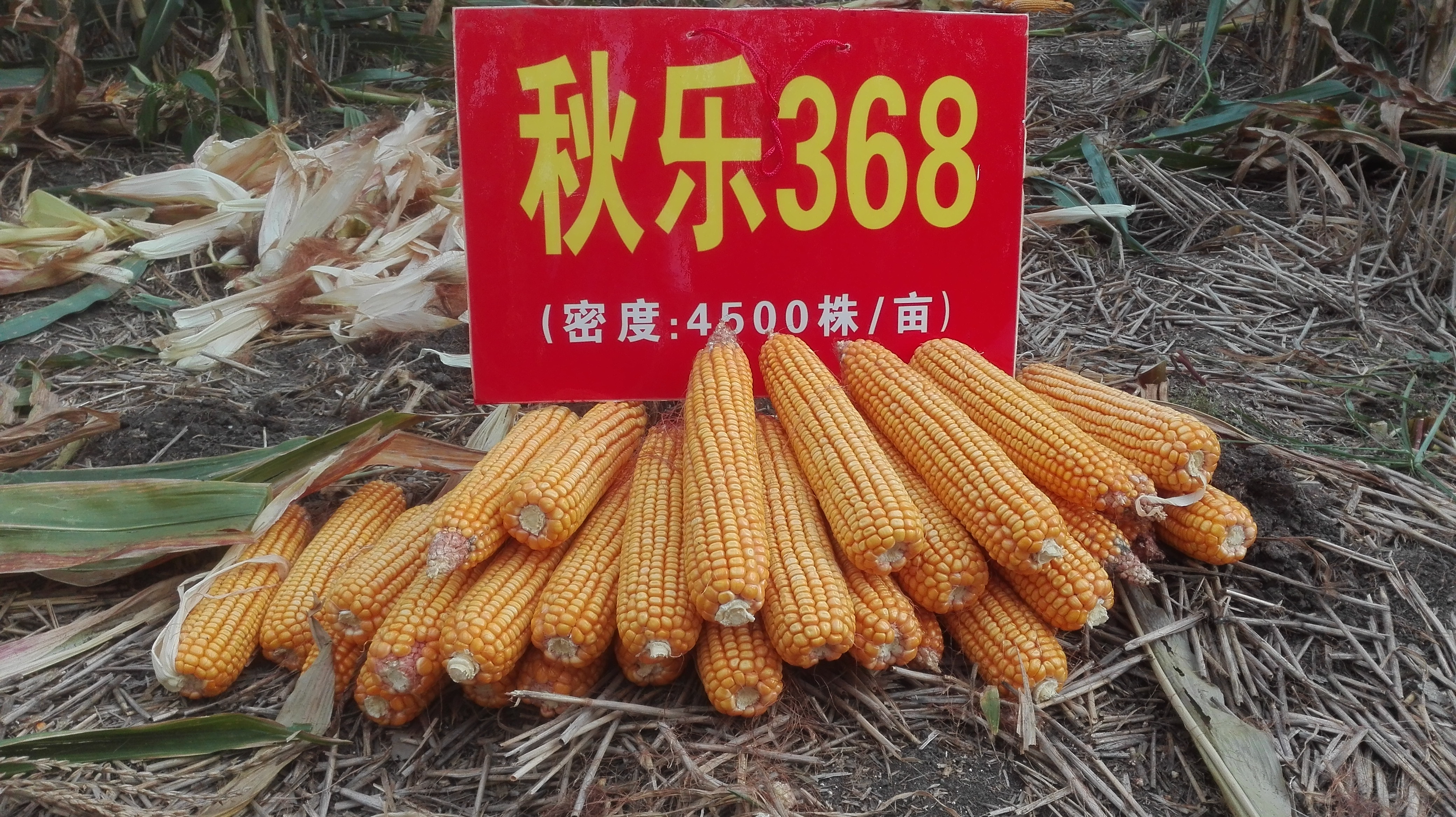 秋乐玉米种(秋乐玉米种368)