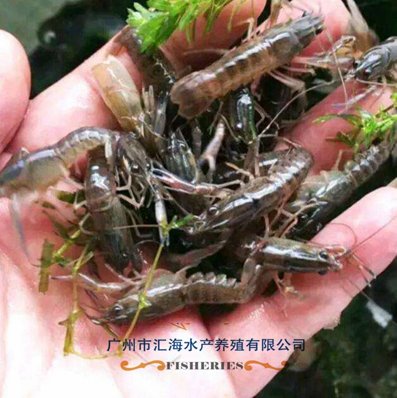 澳洲小青龙虾养殖方法(澳洲小青龙虾在家怎样养活)
