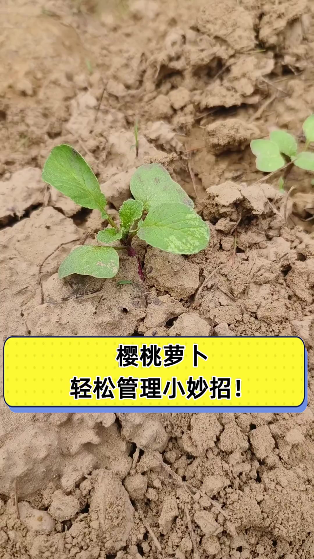 樱桃萝卜种植方法和注意事项(樱桃萝卜种植方法和注意事项有哪些)