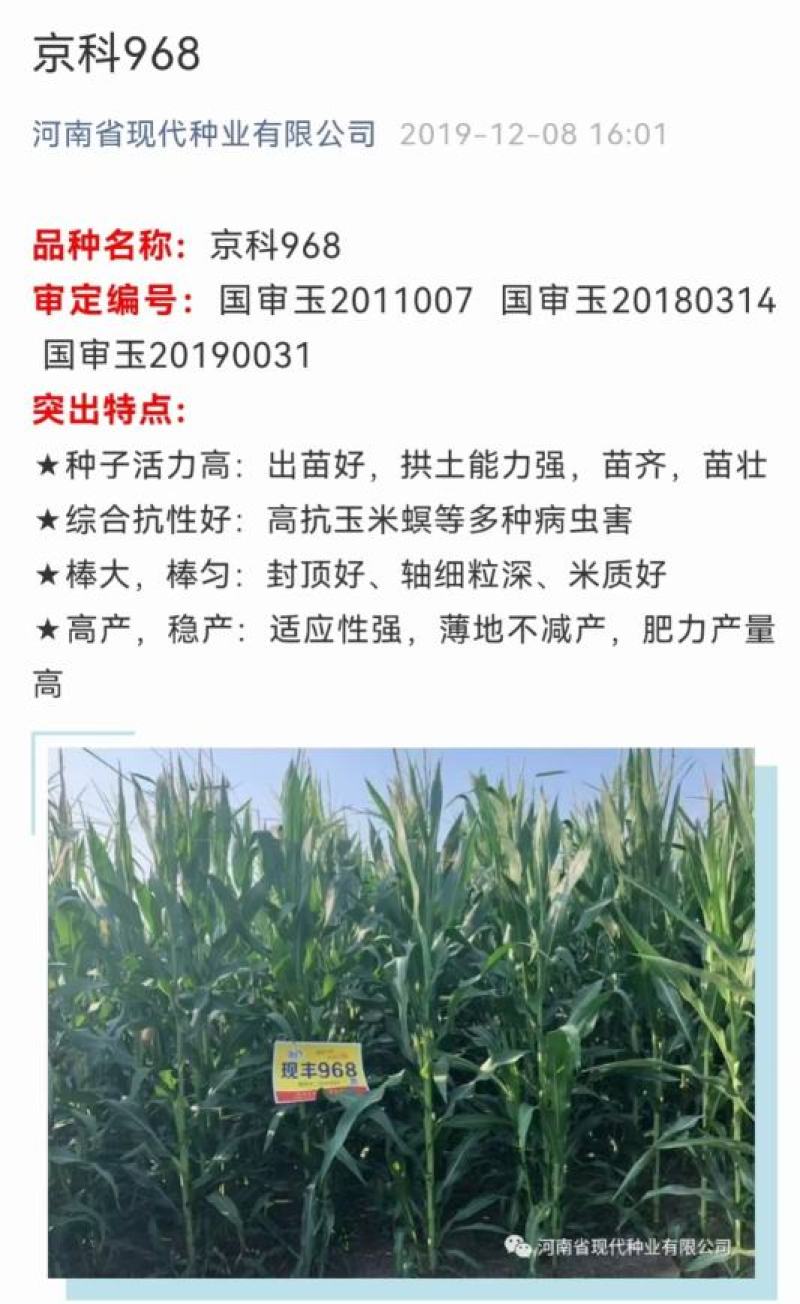 968玉米品种有哪些(玉米968哪个品牌最好?)