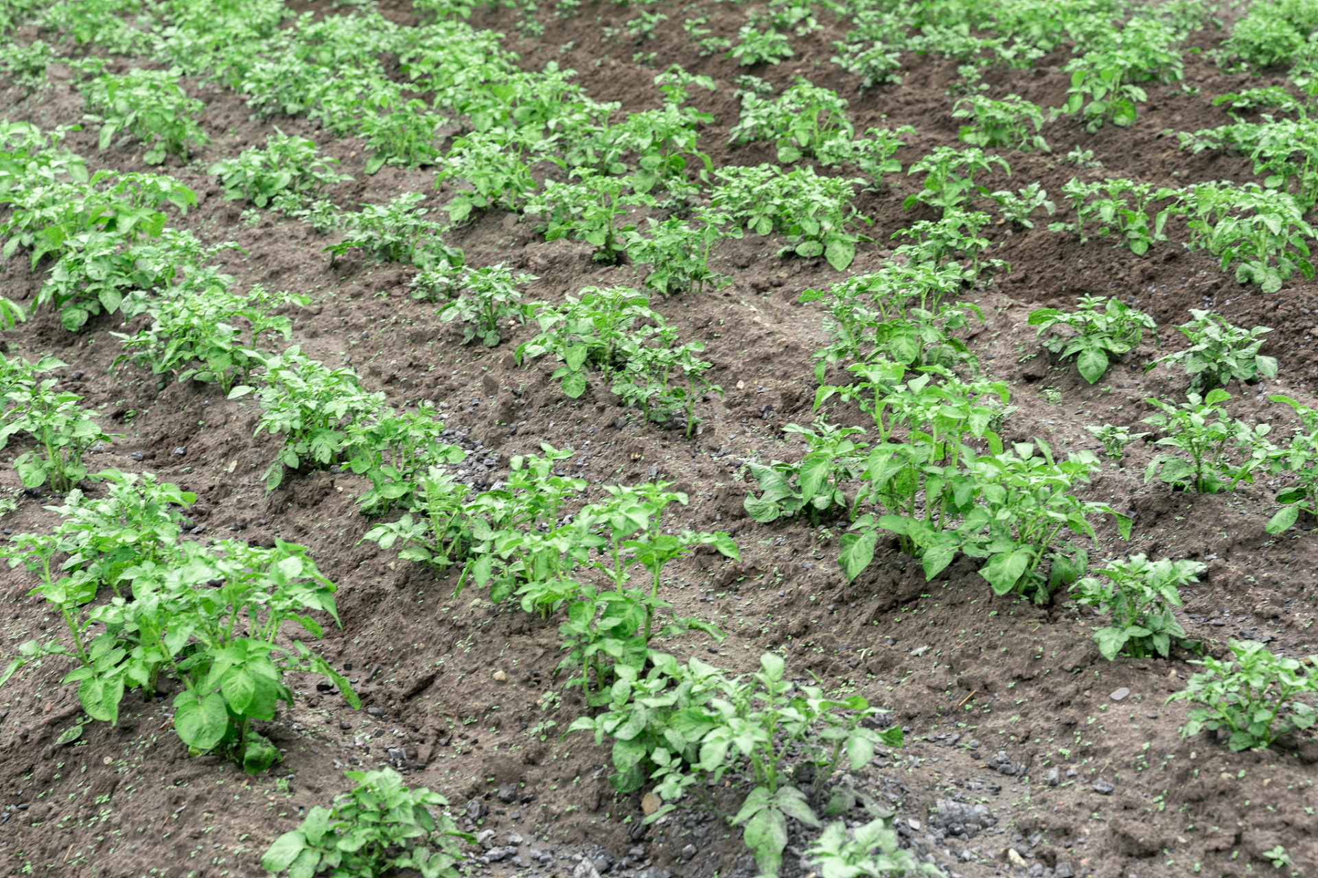 土豆栽植(土豆栽培技术 土豆栽培种植技术)