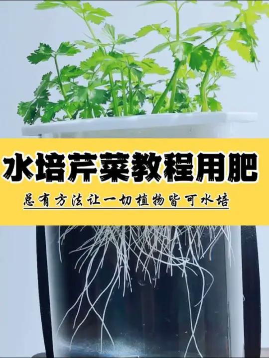 如何水上种植蔬菜(如何水上种植蔬菜呢)