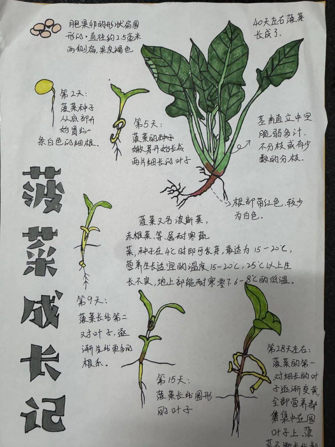 如何水上种植蔬菜(如何水上种植蔬菜呢)