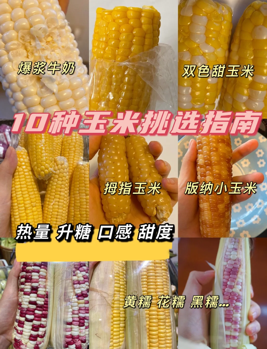 如何选择好的玉米品种(如何选择好的玉米品种图片)