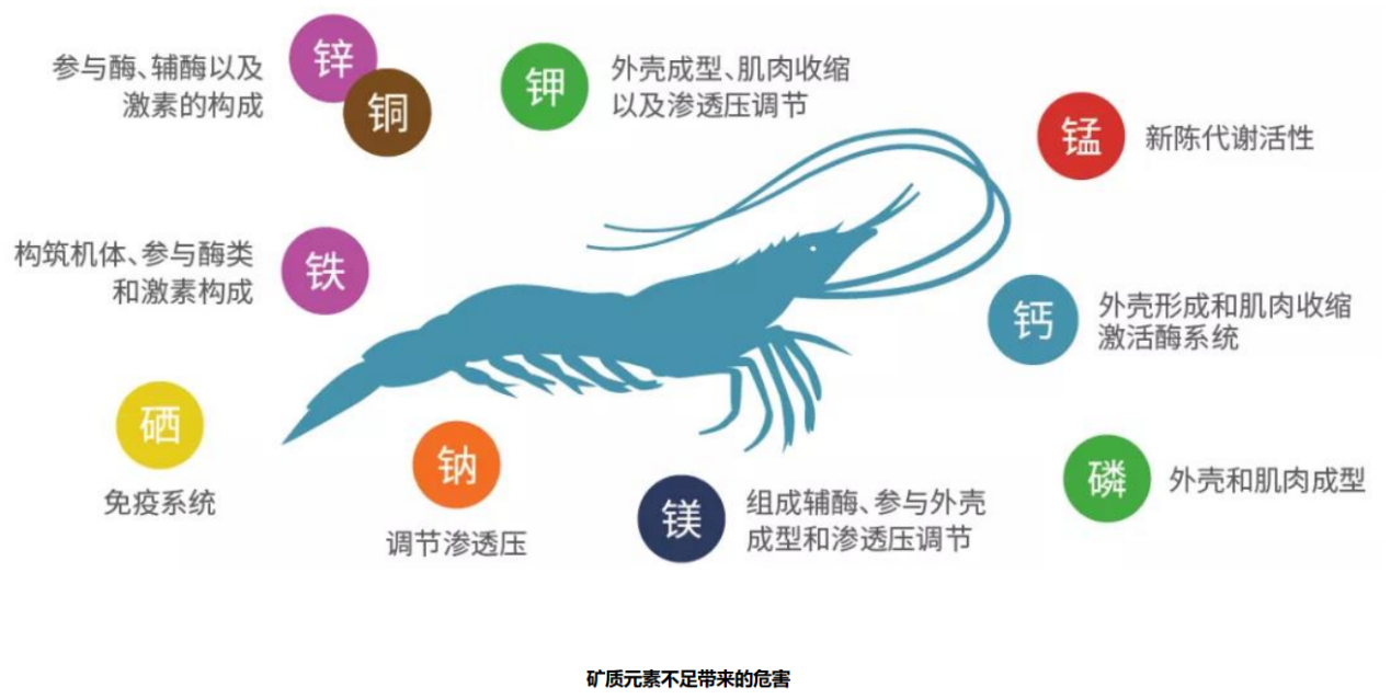 纯淡水养殖南美对虾养殖技术(淡水养殖南美对虾需要什么水质)