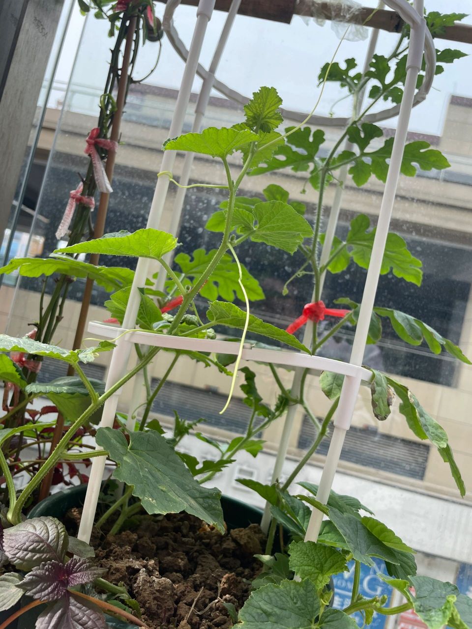 搭架西瓜种植技术(种西瓜搭架好还是不搭架好)