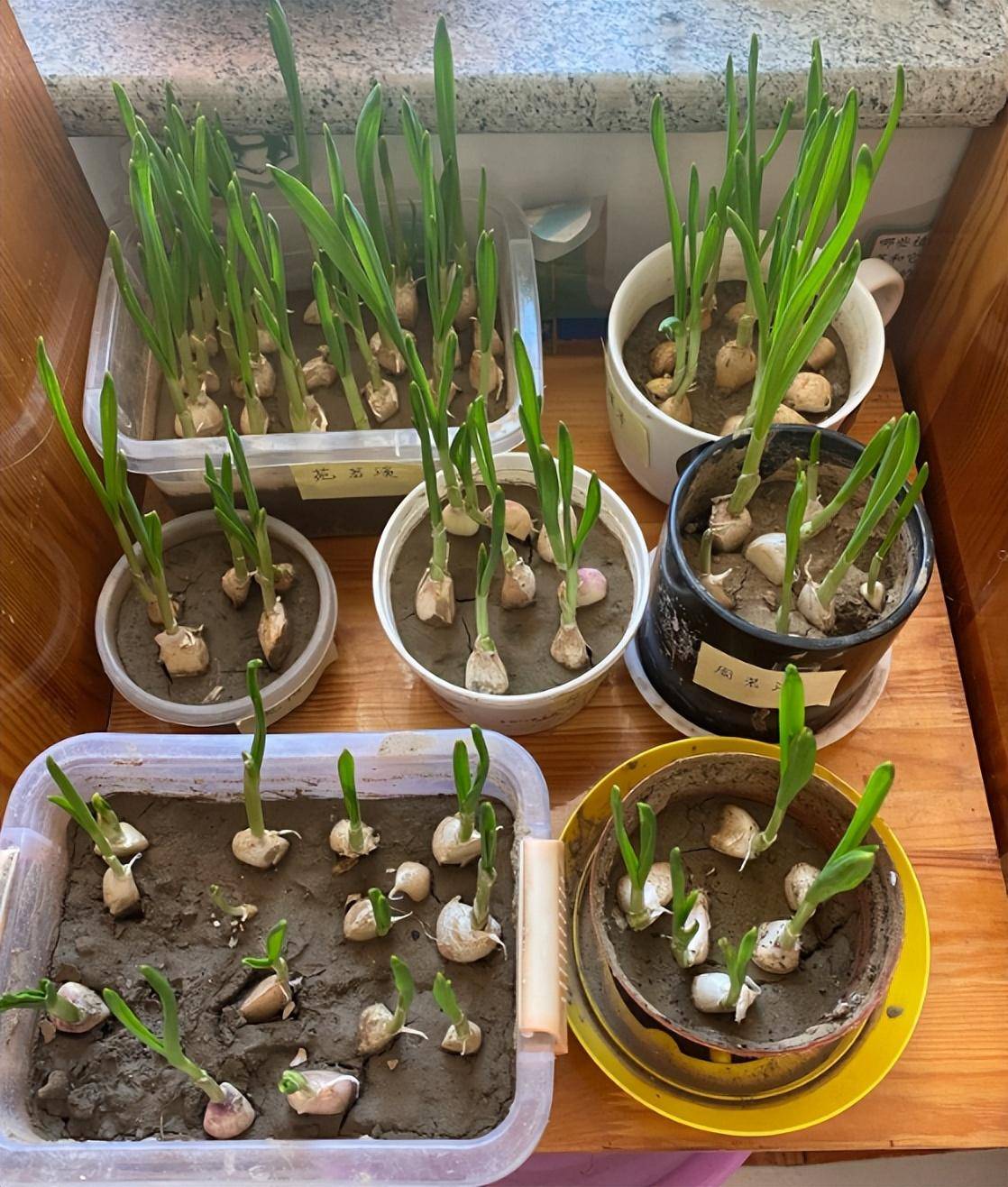 阳台无土种植蔬菜的技术和方法(阳台无土种植蔬菜的技术和方法图片)