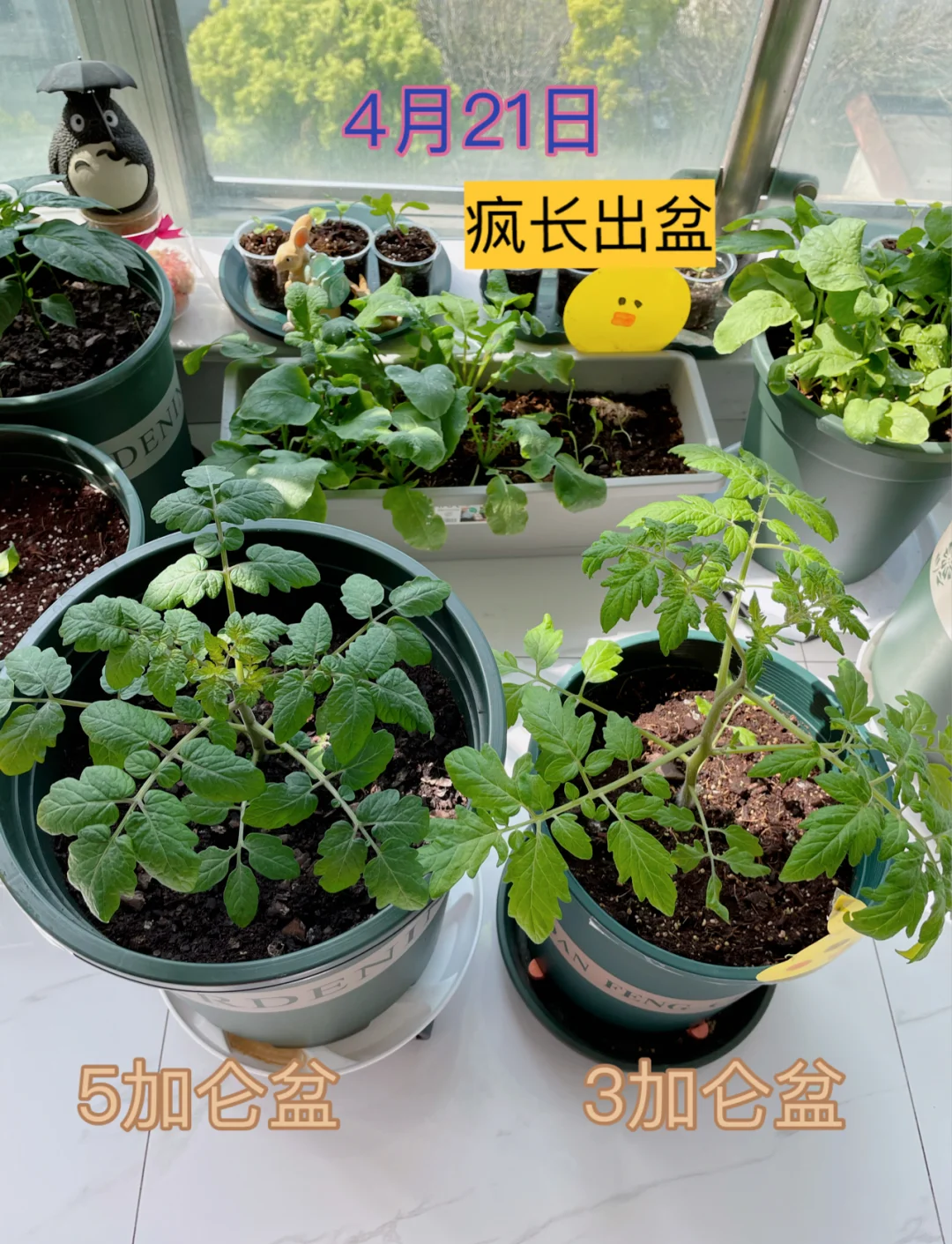 阳台无土种植蔬菜的技术和方法(阳台无土种植蔬菜的技术和方法图片)