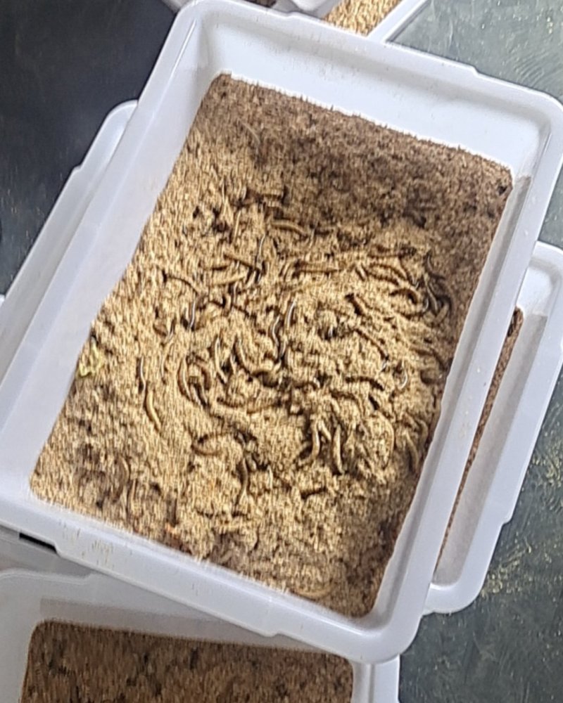 蛋白虫养殖养殖技术(蛋白虫养殖的前景和效益)