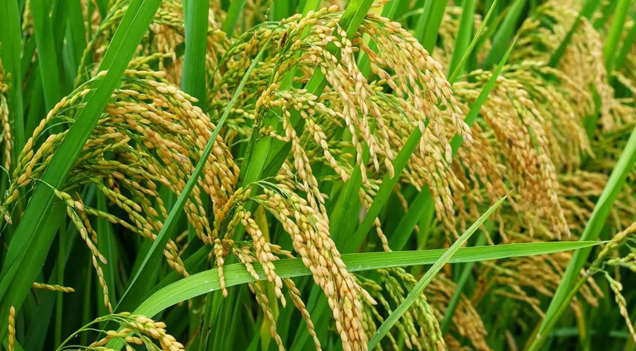 农村种植水稻(农村种植水稻的发展现状)