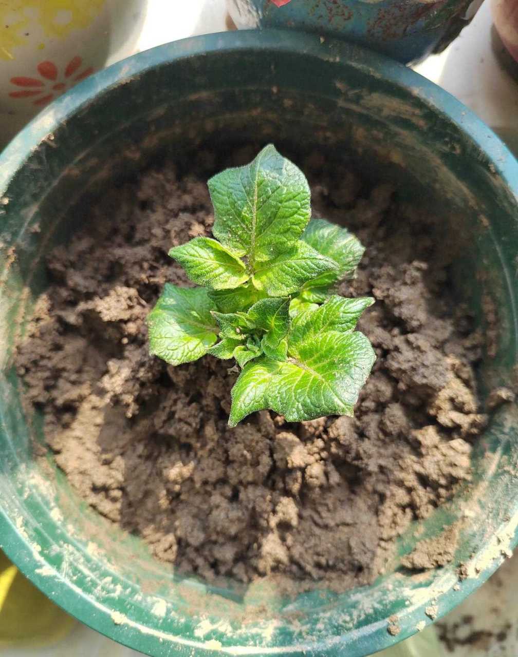 土豆花盆种植方法(家庭花盆种土豆的方法施什么肥)