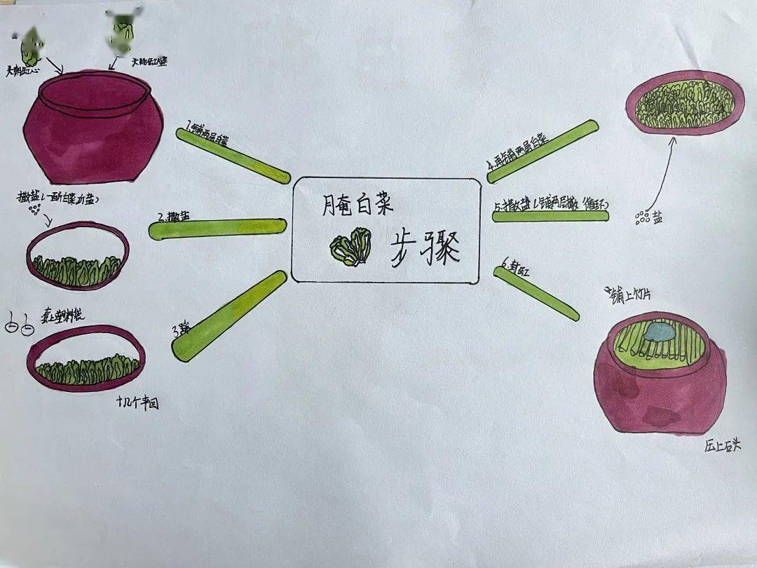 白菜的笔画顺序(白菜的笔画顺序图)
