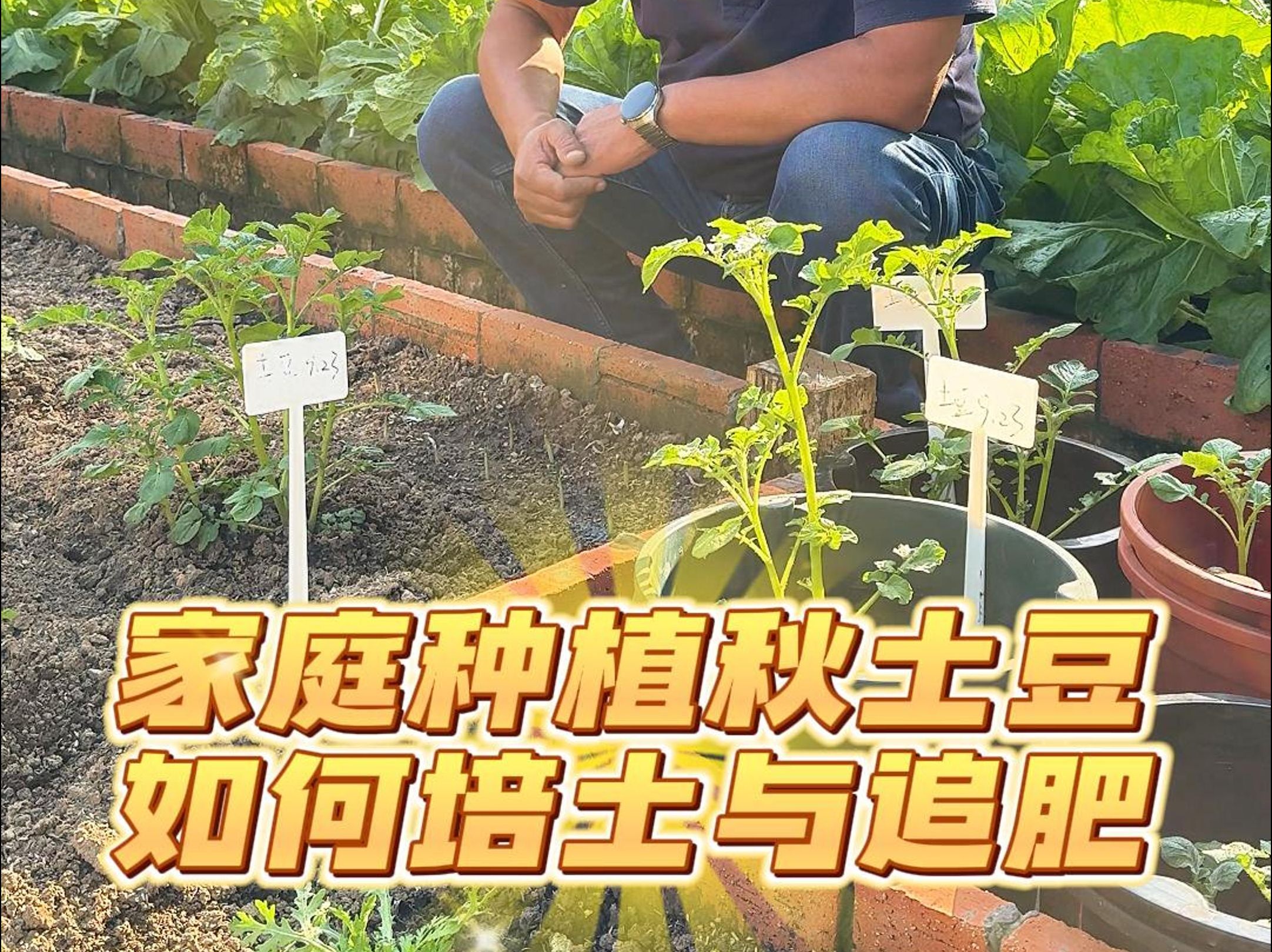 土豆一年四季可以种吗(土豆一年四季可以种吗?)
