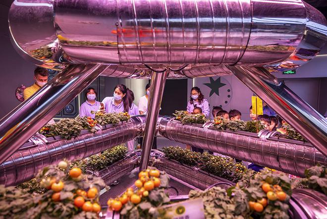 哪些蔬菜可以在水上种植(哪些蔬菜可以在水上种植呢)