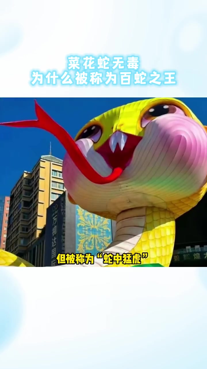 菜花蛇养殖技术(养殖菜花蛇多少钱一斤)