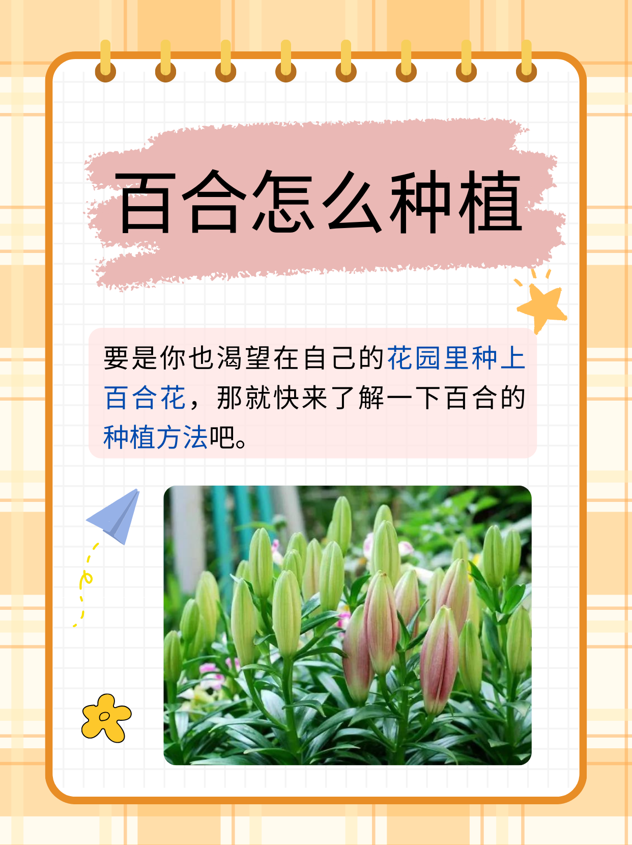 百合花的养殖方法(亚马逊百合花的养殖方法)