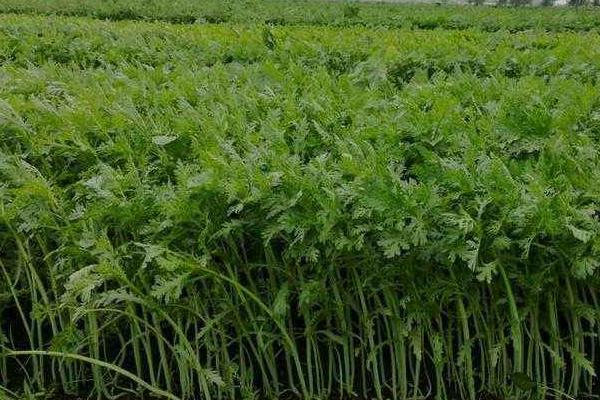 大叶茼蒿种植(大叶茼蒿种植温度)