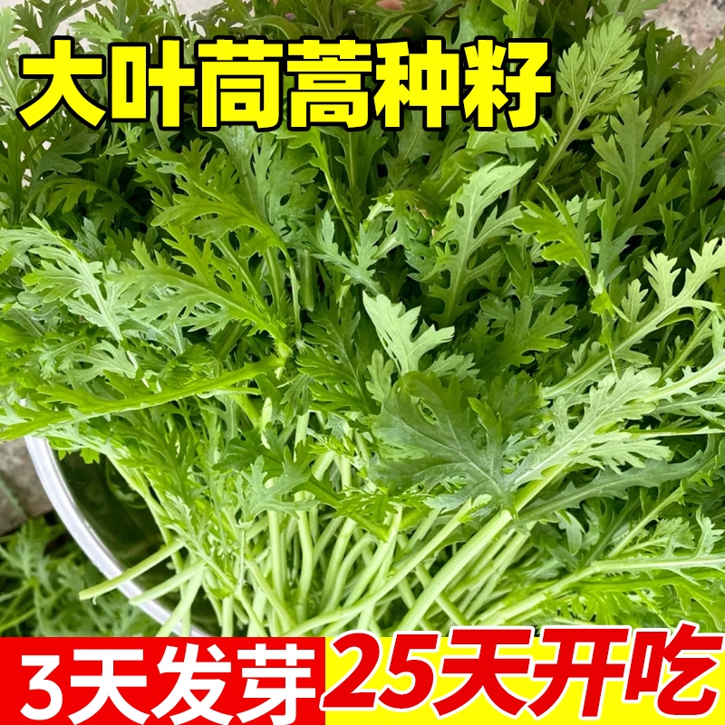 大叶茼蒿种植(大叶茼蒿种植温度)