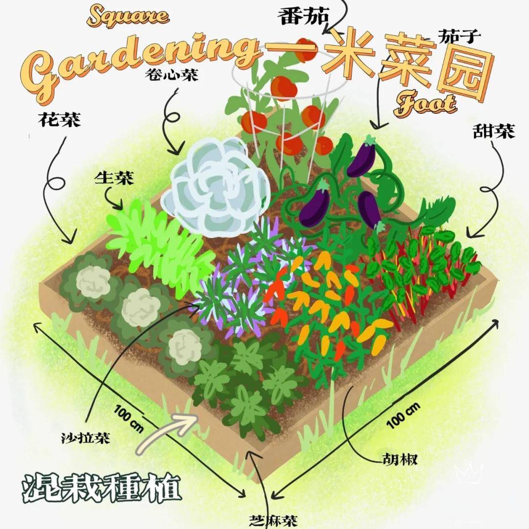 家庭蔬菜种植方法(家庭种植蔬菜的方法和步骤)