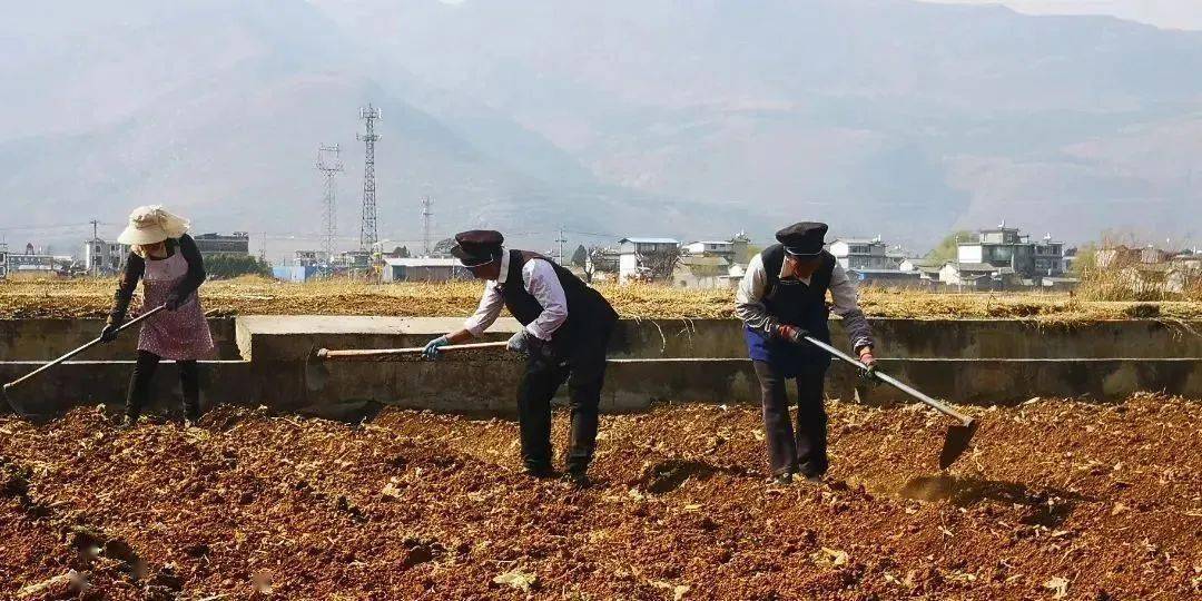大豆播种季节(大豆什么时候播种,什么时候收获)