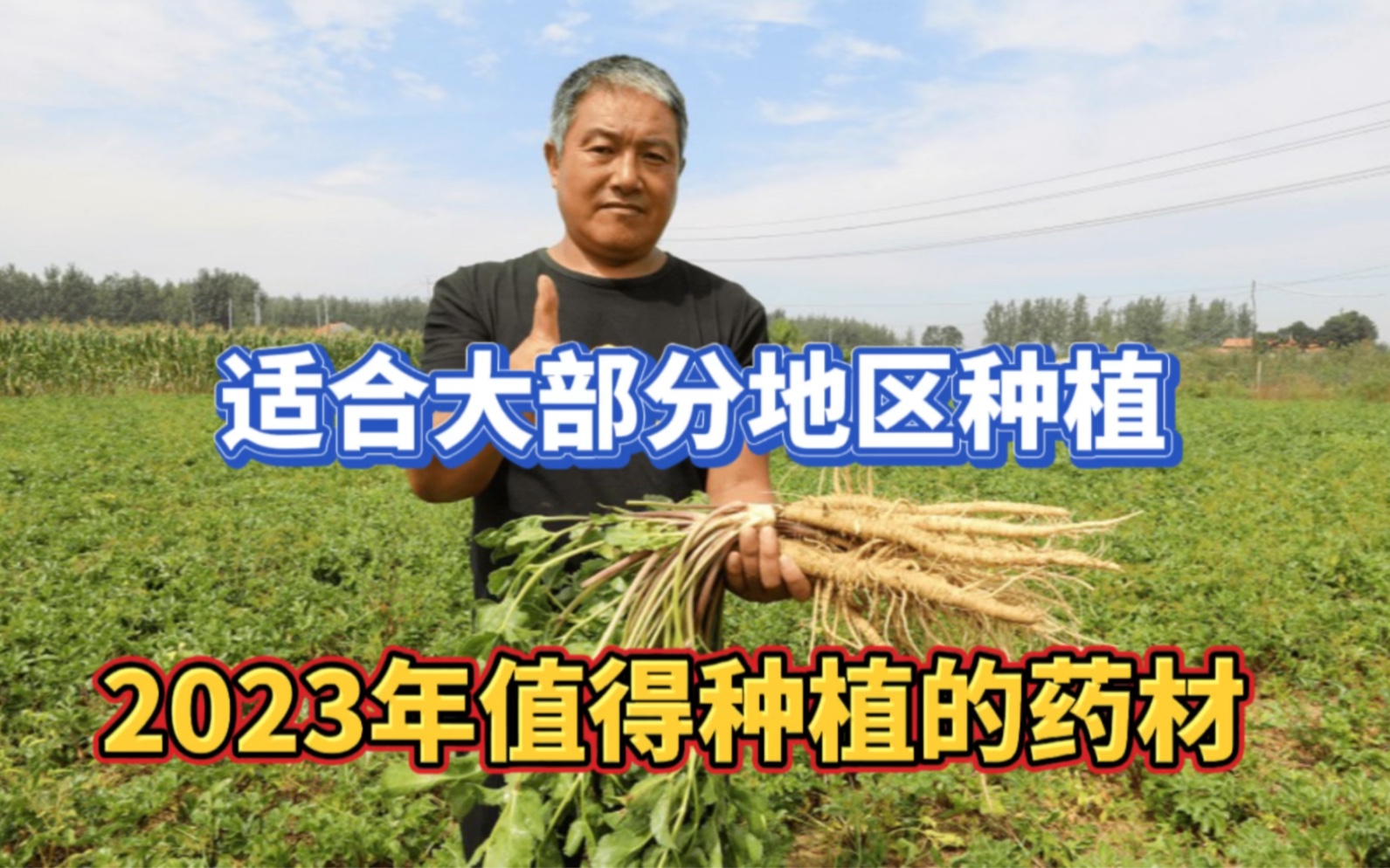 北沙参种植方法(北沙参种植方法及产量)