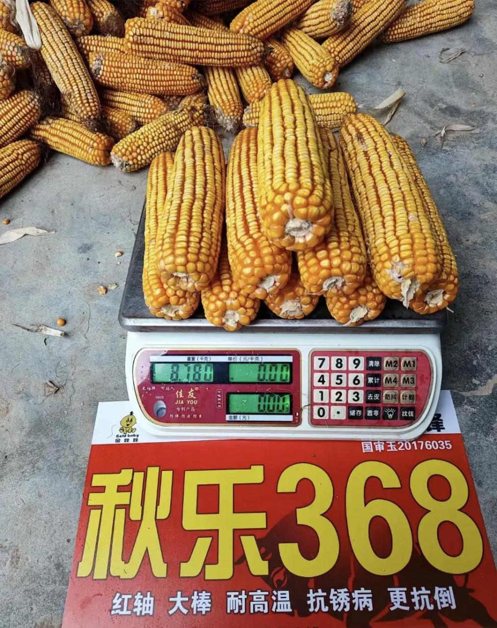 秋乐708玉米种(秋乐708玉米种和秋乐368哪个好)