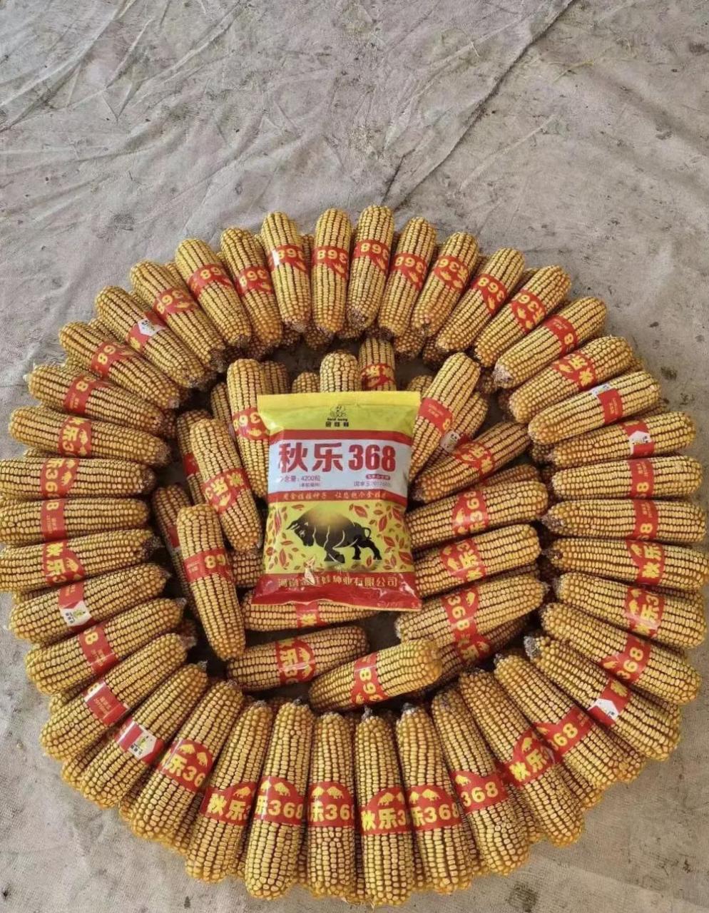 秋乐708玉米种(秋乐708玉米种和秋乐368哪个好)