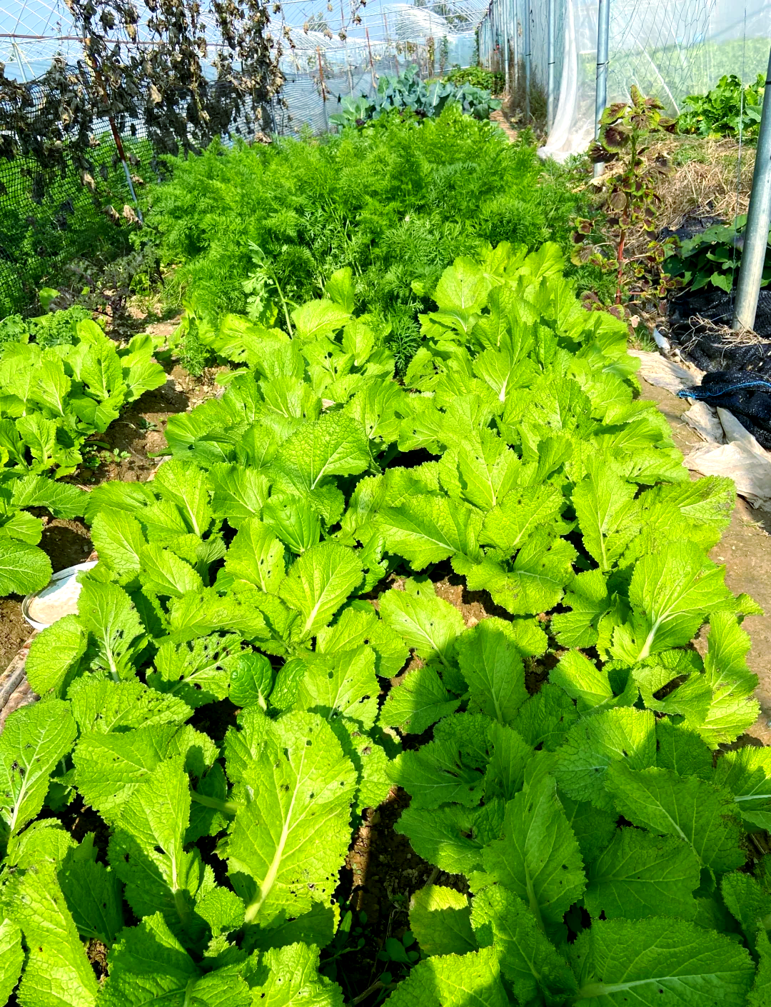 四川大叶青菜种植(四川大叶青菜种植的最佳时间)