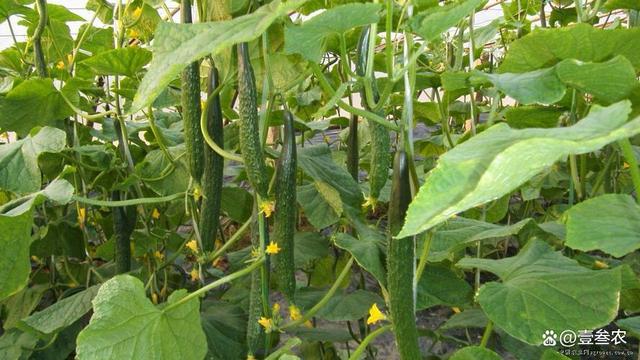 青瓜种植方法(青瓜种植方法全过程)