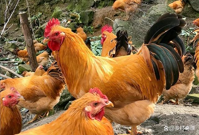 关于肉鸡饲养,养土鸡饲养,,1.24,2,高,培育词的信息