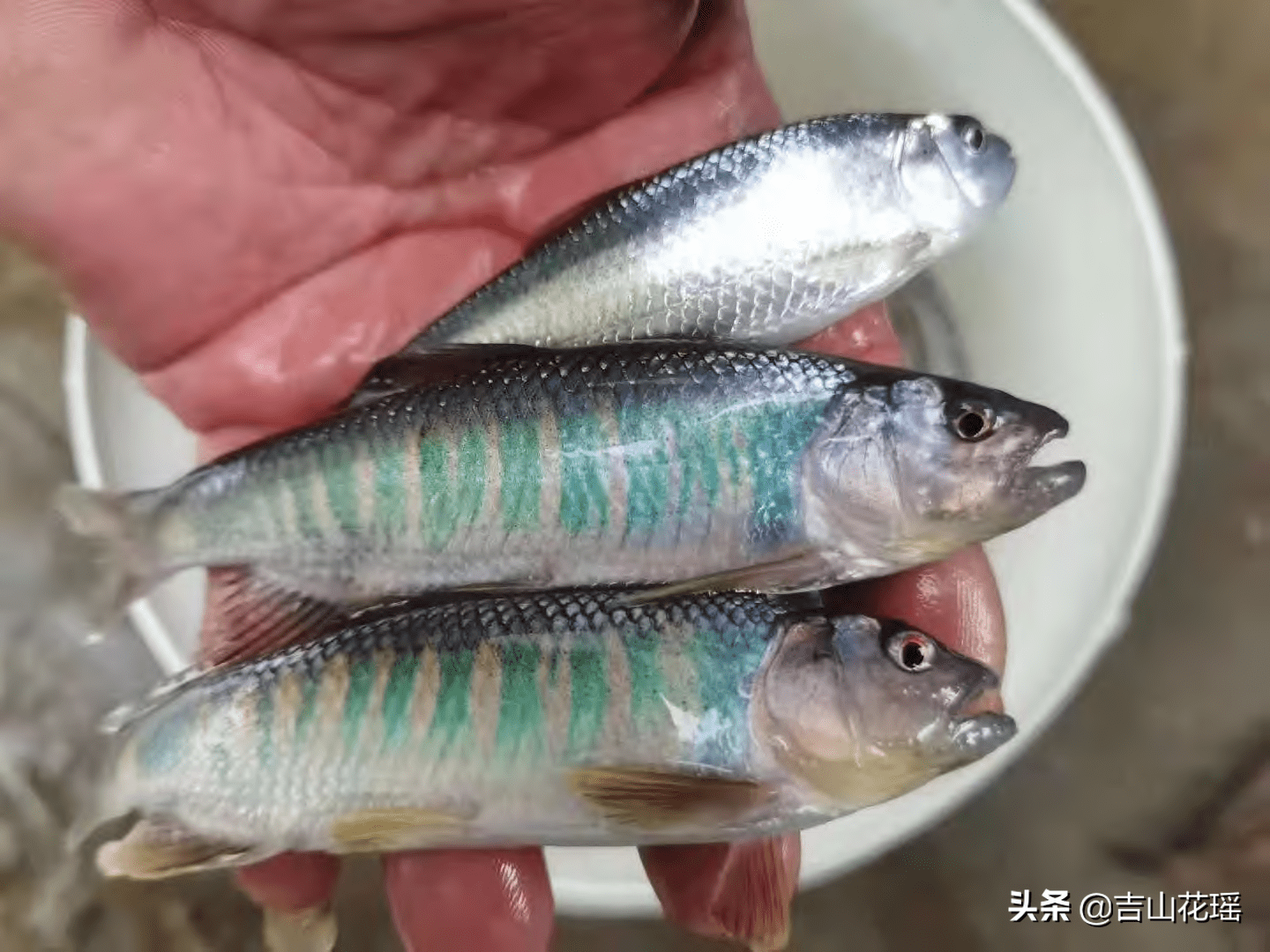 马口鱼养殖技术(马口鱼为何不建议养)