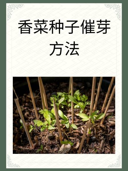 香菜种植后几天浇水(香菜种植后几天浇水合适)