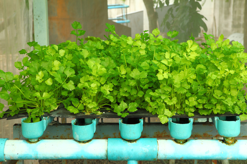 香菜种植后几天浇水(香菜种植后几天浇水合适)