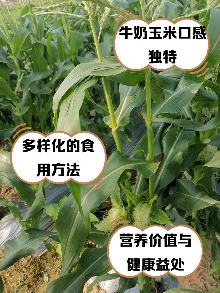 水果牛奶玉米能生吃吗(水果牛奶玉米能生吃吗有毒吗)