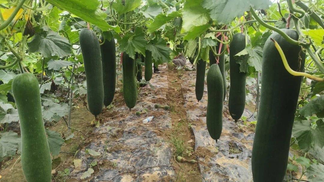 爬地冬瓜种植技术(爬地冬瓜的管理技术)