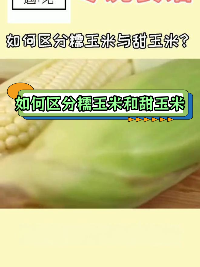 水果玉米和粘玉米哪个含糖高(水果玉米和粘玉米哪个营养价值高)