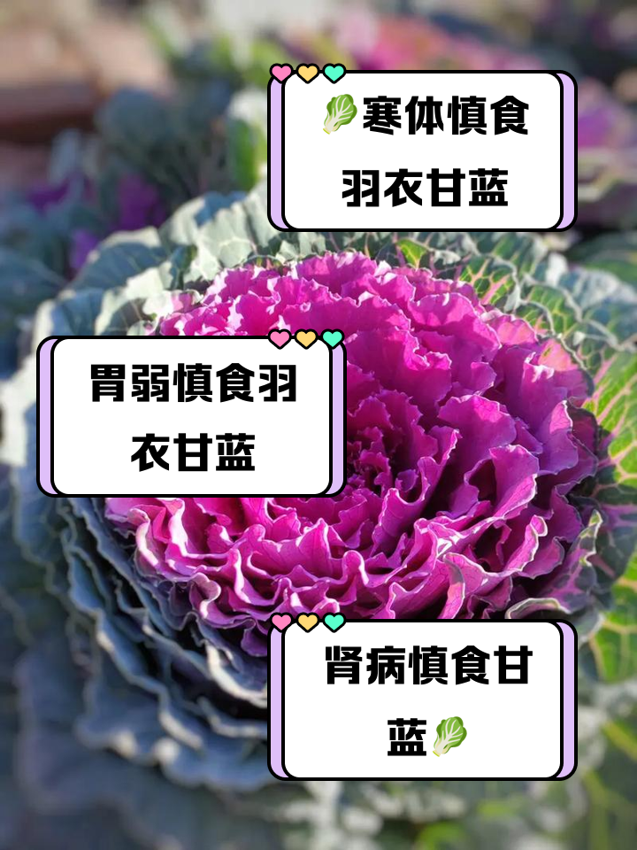 羽衣甘蓝功效作用(羽衣甘蓝的功效与作用百度知识图谱)