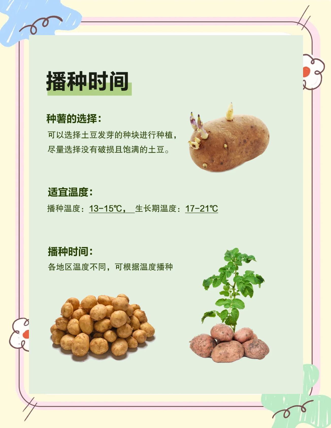 洋芋的栽培方法(洋芋的种植时间及生长环境)