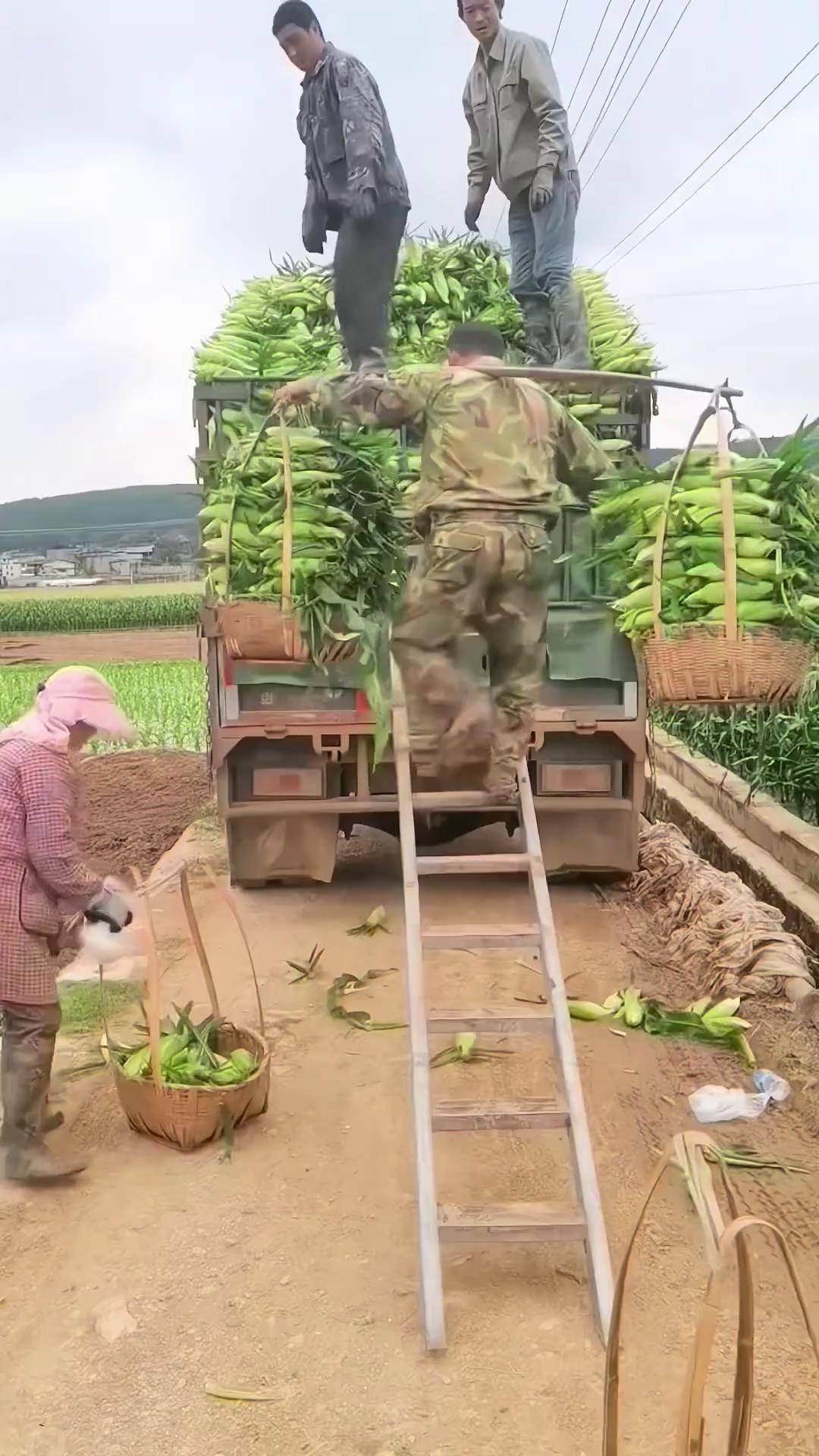 黑玉米怎么种出来的(黑玉米是怎么杂交出来的)