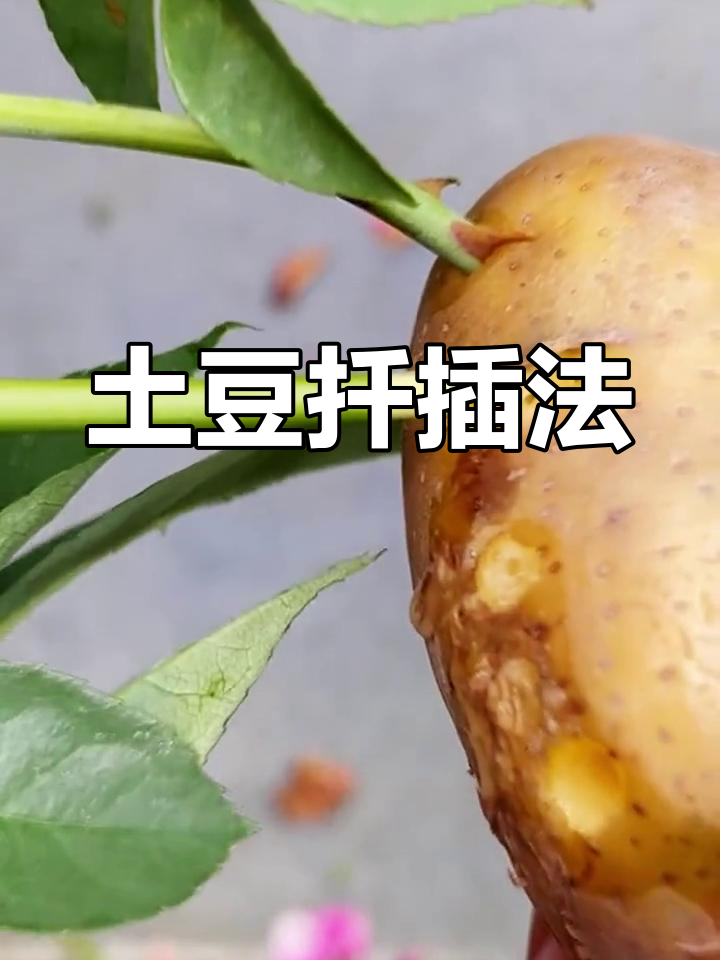 土豆培育玫瑰花(土豆培育玫瑰花图片)