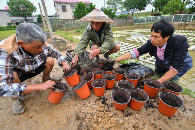 水上种水稻(水上种水稻为什么成熟早)