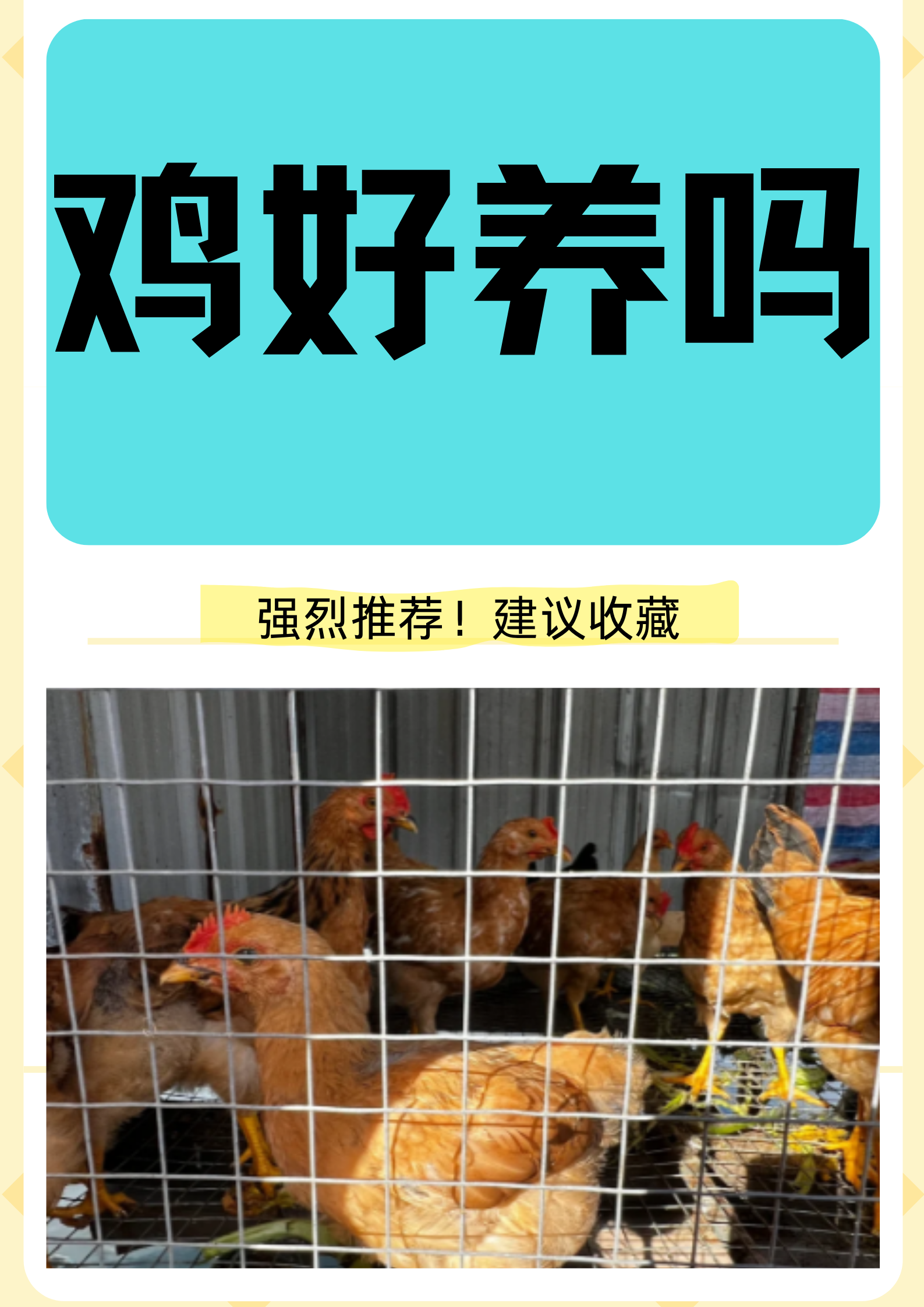 肉鸡饲养,肉鸡养殖前景如何,,1.24,28,低,地域词的简单介绍