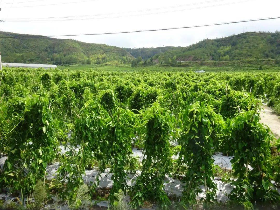 糯米山药的种植方法(糯米山药的种植方法和技术)