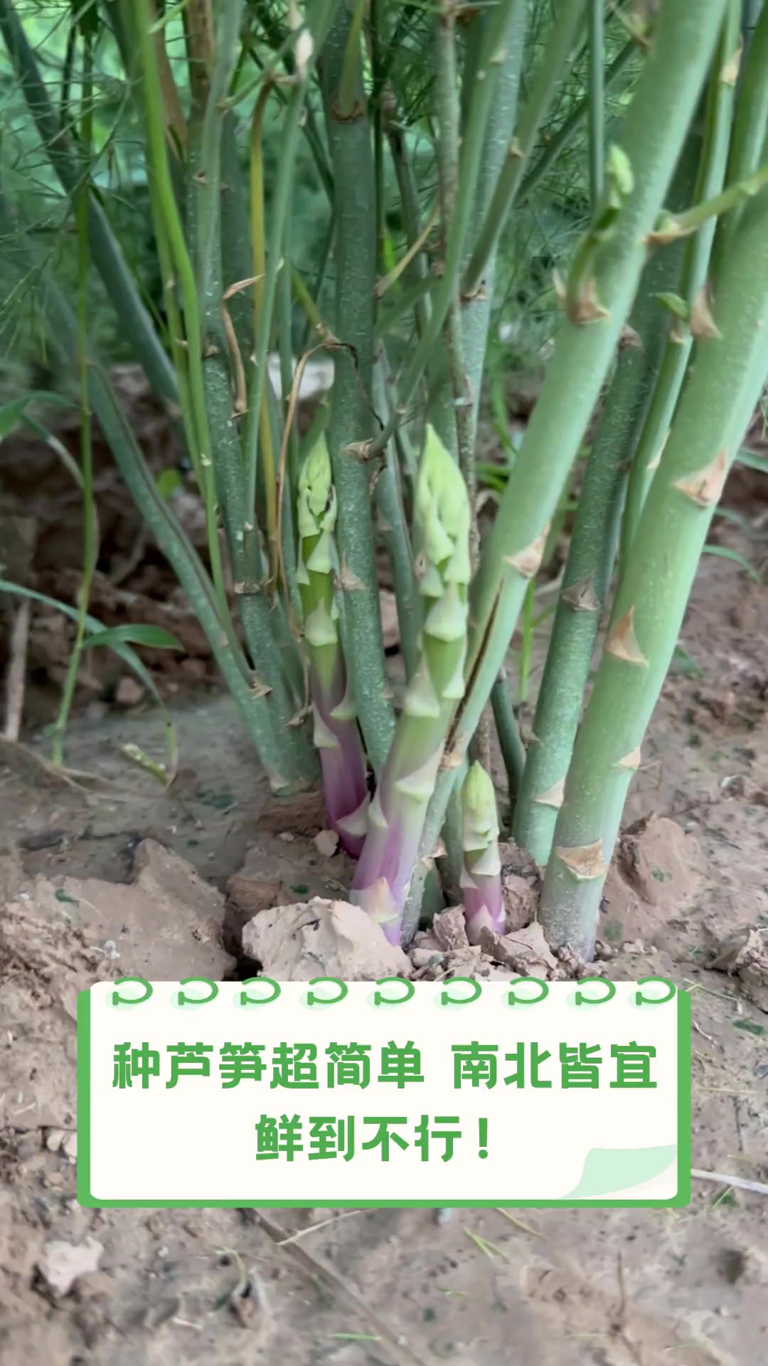 芦笋的种植技术以及栽培(芦笋的高效种植技术及管理要点)