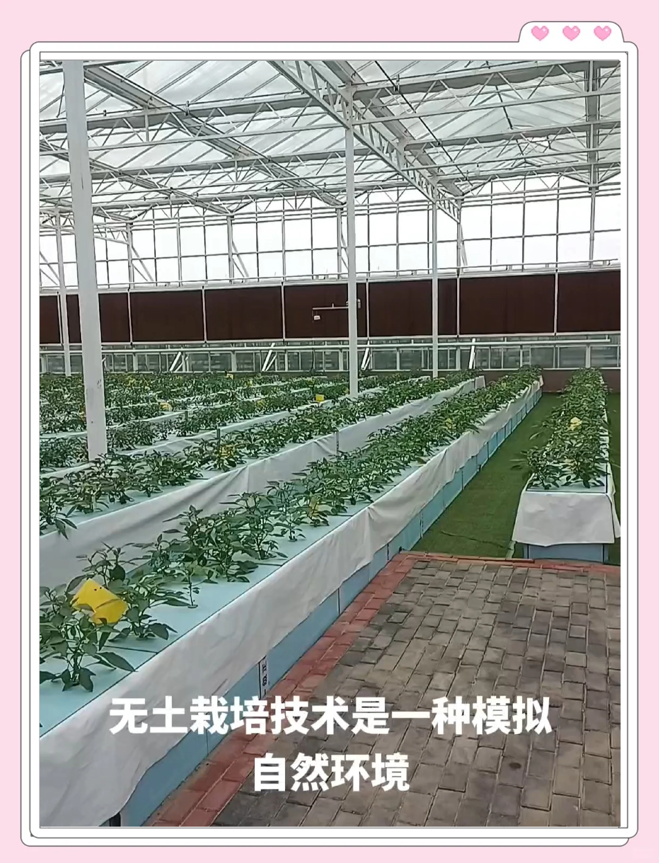 水稻无土种植技术(水稻无土种植技术视频)
