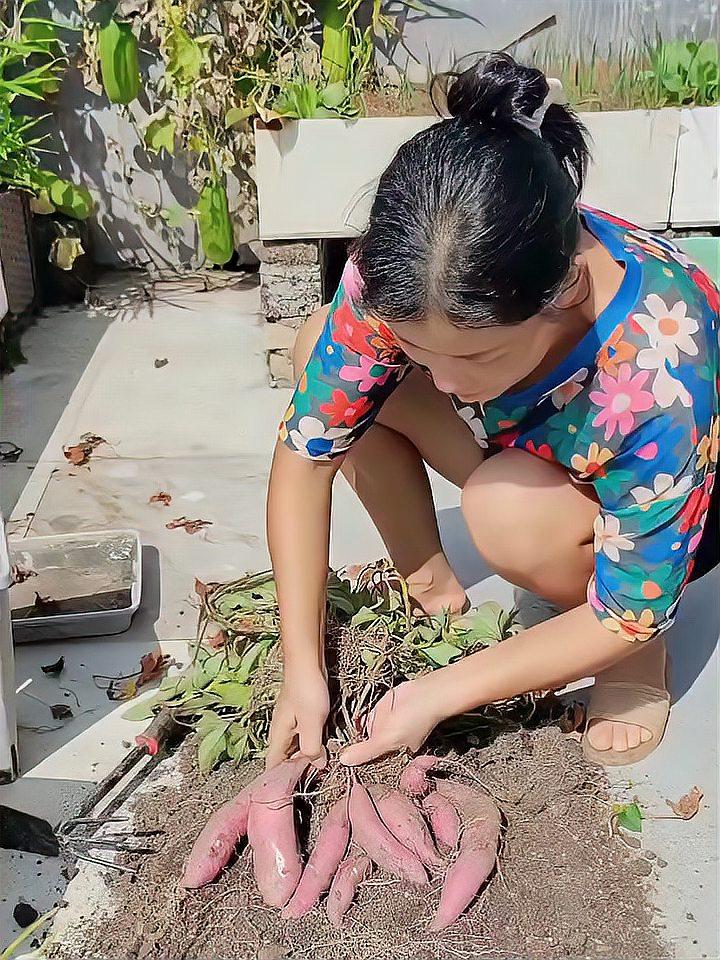 花盆种红薯的方法与技术(花盆种红薯的方法与技术图片)