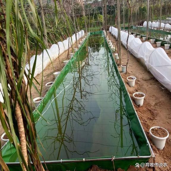 草虾的养殖方法(草虾的养殖需要哪些条件)