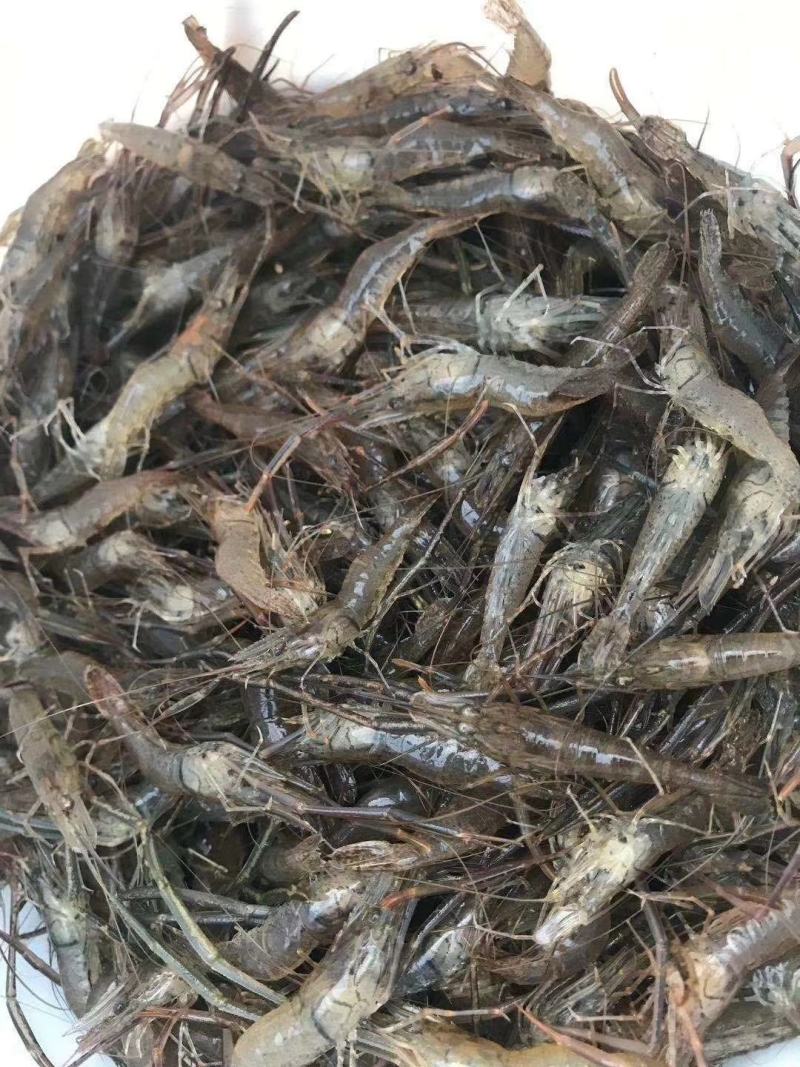 草虾的养殖方法(草虾的养殖需要哪些条件)