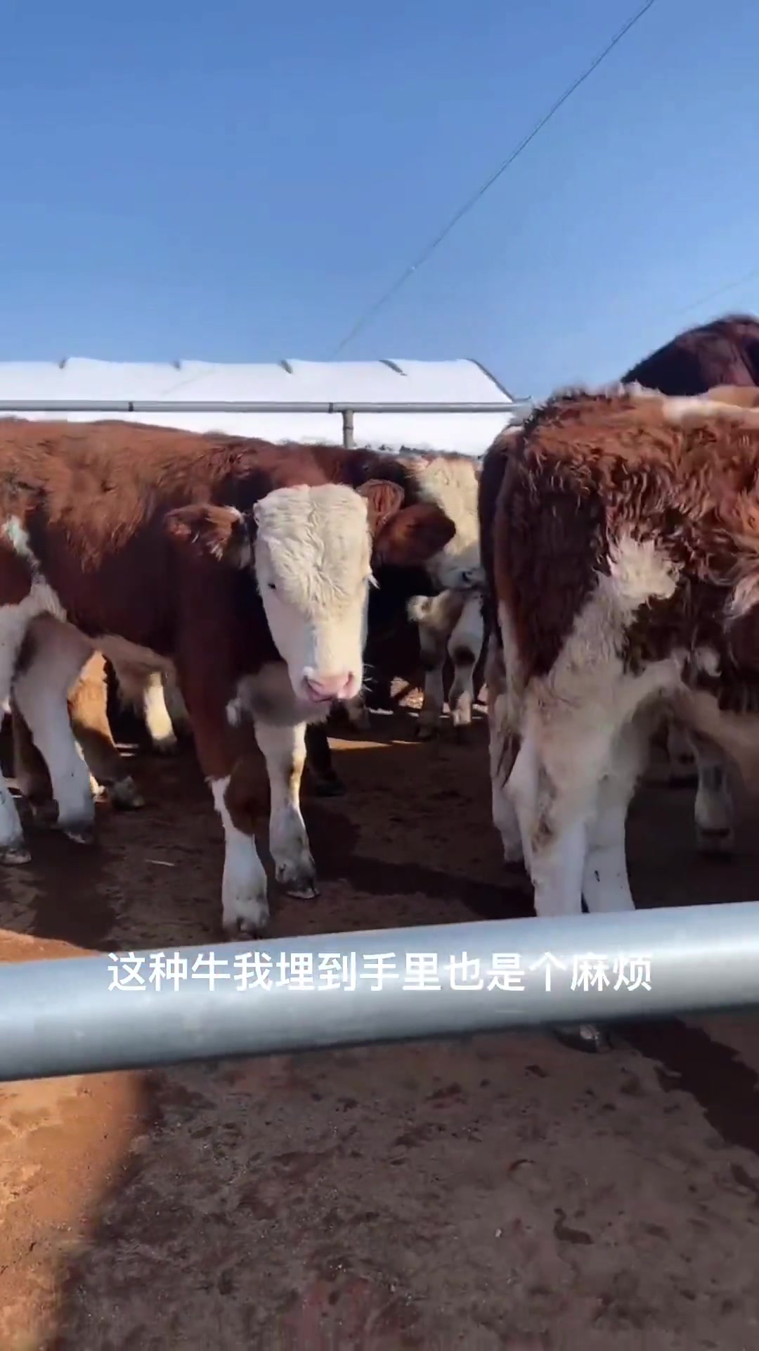 学习养牛羊技术(牛羊养殖技术培训)